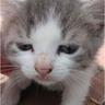 Kittyyzz