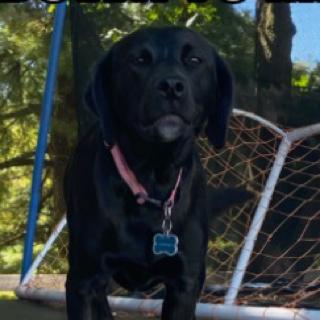 Aubrey