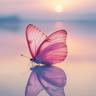 butterfliez