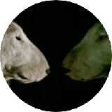caenum