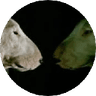 caenum