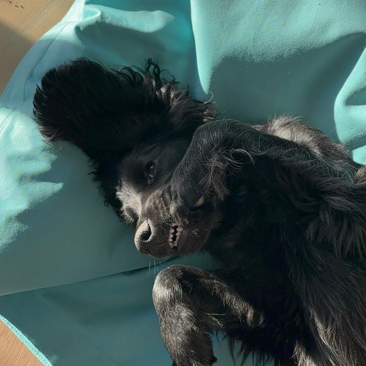 clarisse queiros abreu