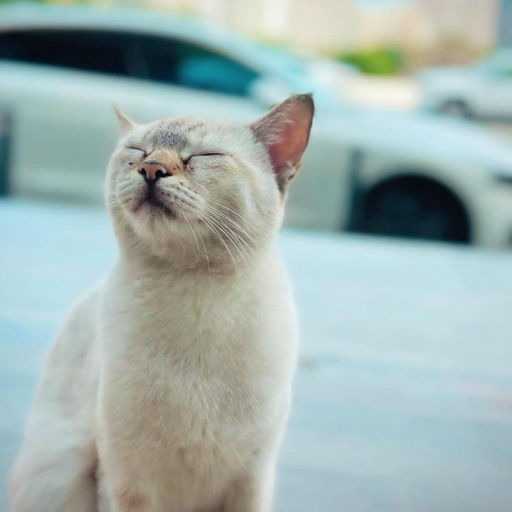 Khan