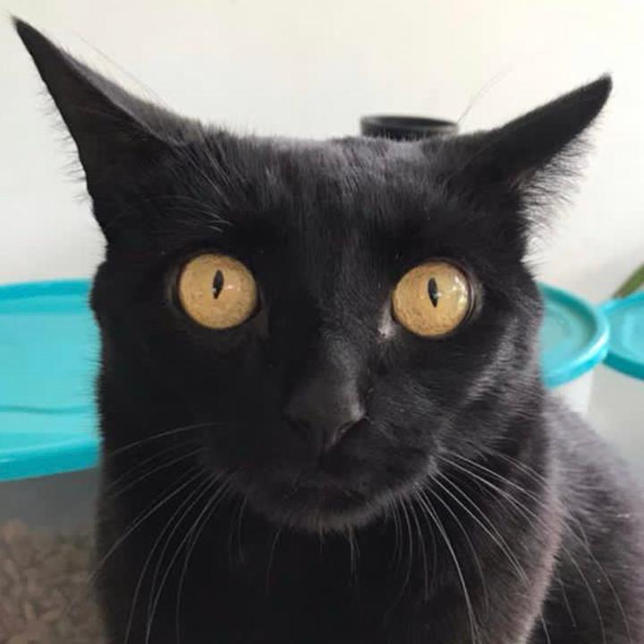 Nanda