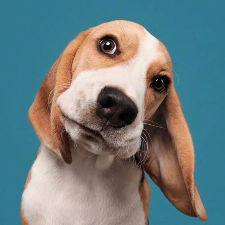 Giorgio 
