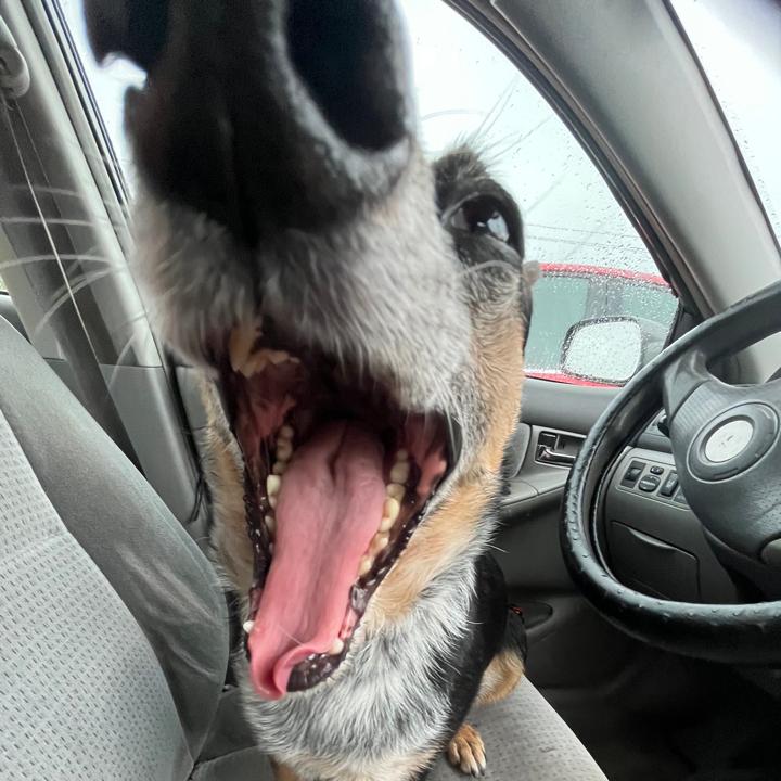 Gracie