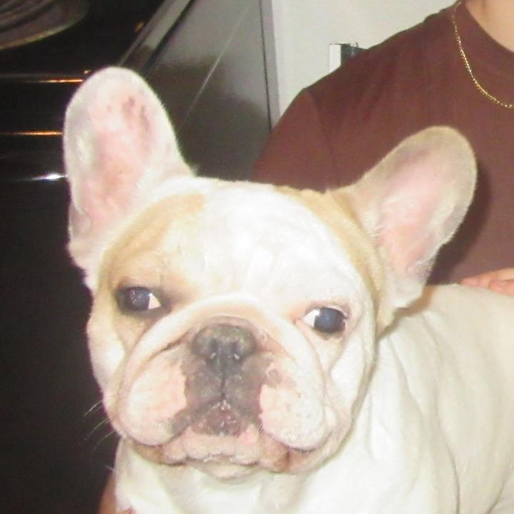 Harleigh