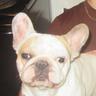 Harleigh