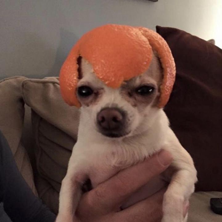 mydookieblu