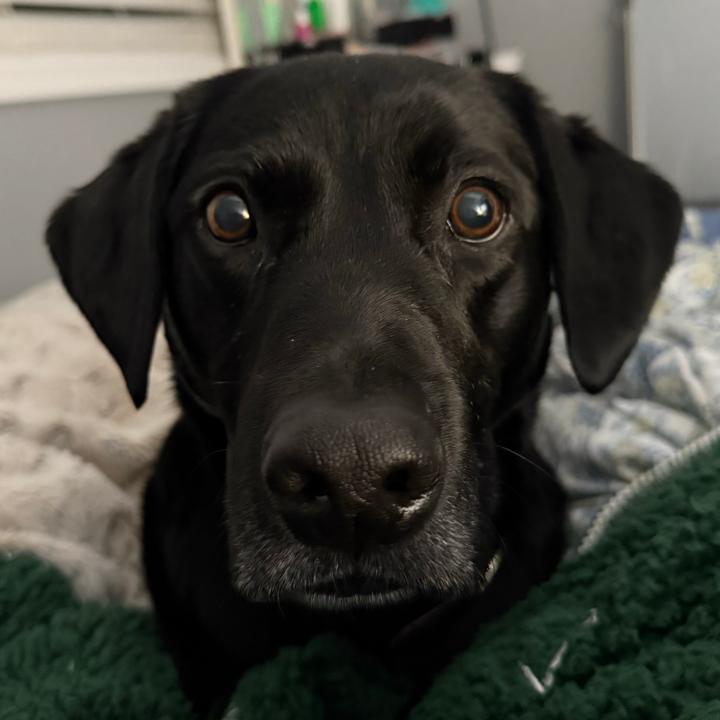 Bailey Eddicus