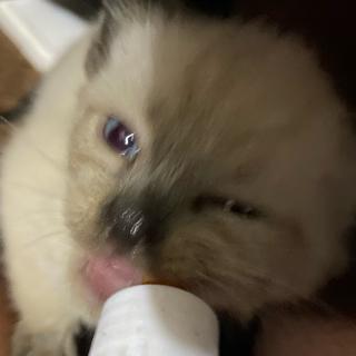 kat