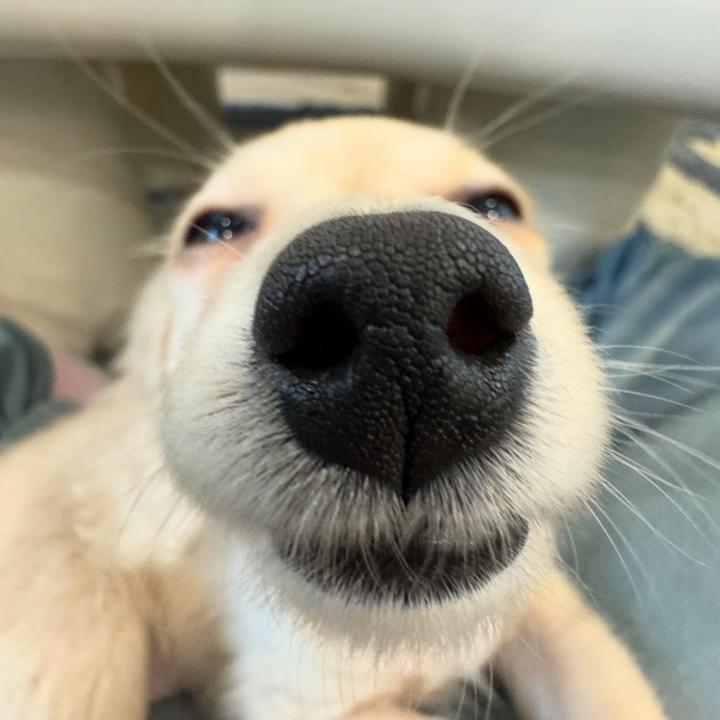 Lilly