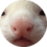 Kammy