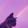 Nya W