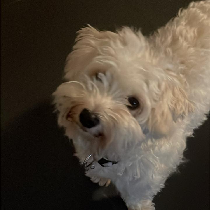 maja 