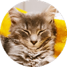 Merlin