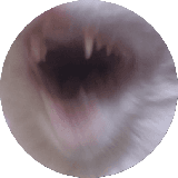 Cin