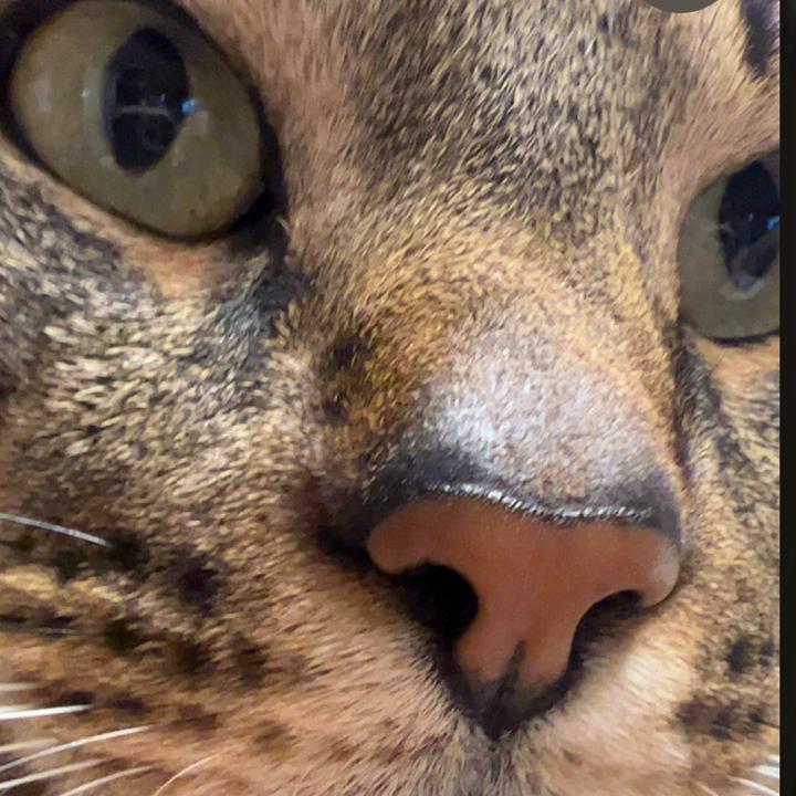 ARA