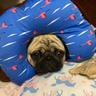 MR_bert