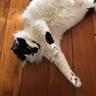 Cat Dempsey