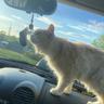 meow