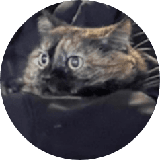 Tai
