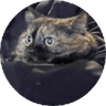 Tai
