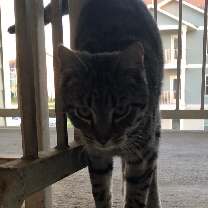 Catlover12