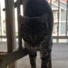Catlover12