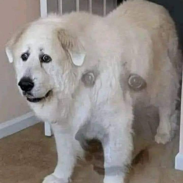 Sam