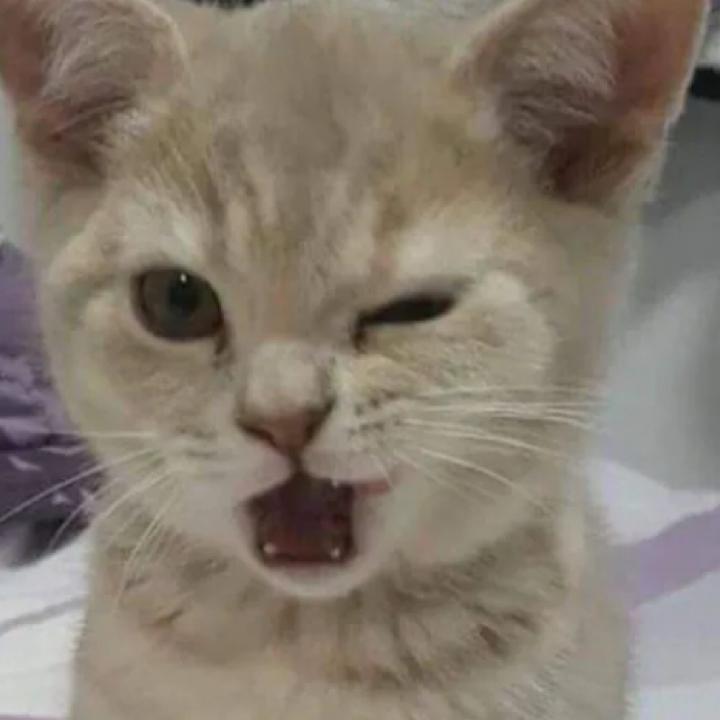 kat
