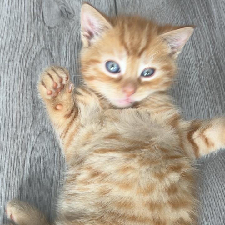 Tamara
