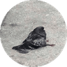 Korl