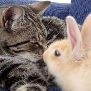 Bunny x Cat