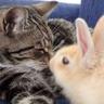 Bunny x Cat