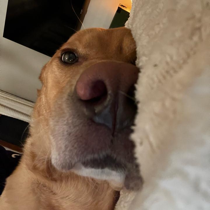sophia 