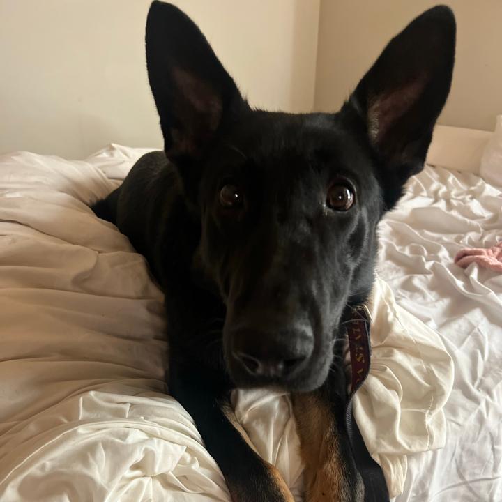 sadie