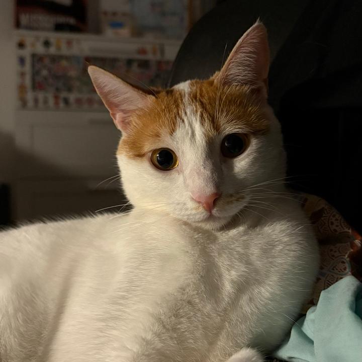Garbuli