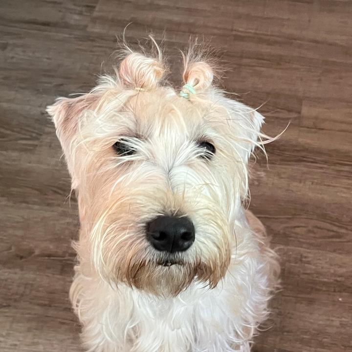 ogo