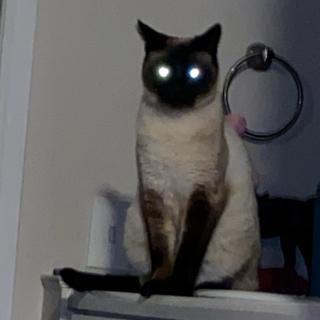 Zaya